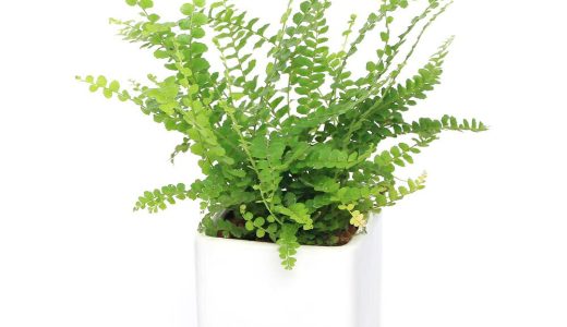 （観葉植物）タマシダ　ダッフィー　陶器鉢植え　ダイスS白（1鉢）　受皿付　セラミス