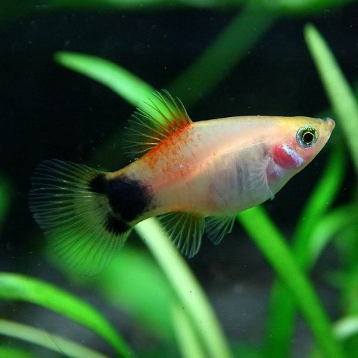 (熱帯魚 生体)ゴールデン ミッキーマウスプラティ　（約3-3.5cm）（6匹）【水槽/熱帯魚/観賞魚/飼育】【生体】【通販/販売】【アクアリウム/あくありうむ】【小型】