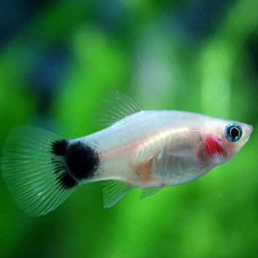 (熱帯魚 生体)ホワイト ミッキーマウスプラティ　（約3-3.5cm）（6匹）【水槽/熱帯魚/観賞魚/飼育】【生体】【通販/販売】【アクアリウム/あくありうむ】【小型】